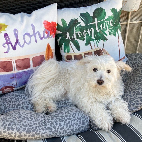 Meet your Posher, Odie - Picture 3 of 10